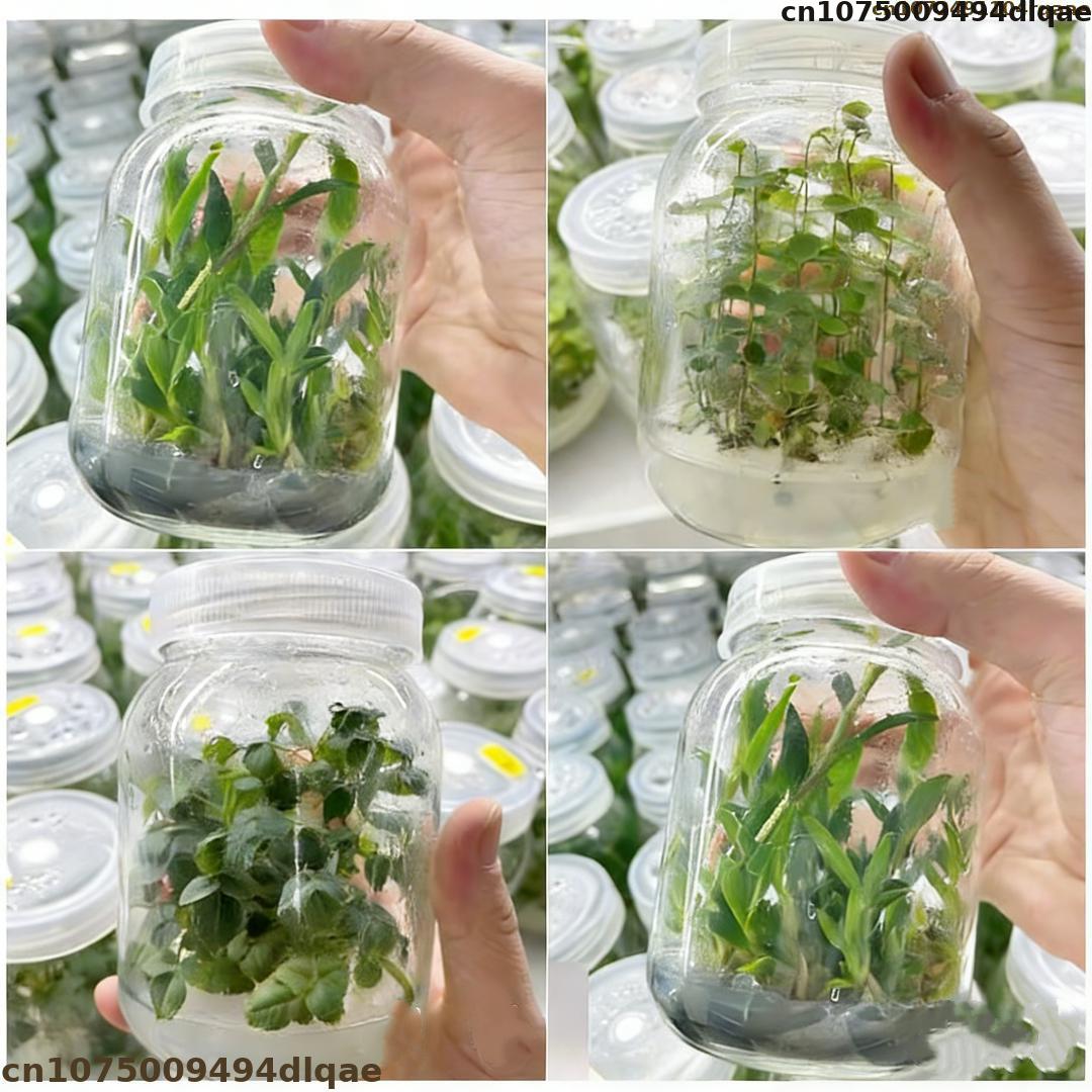 Агар-агар для культивирования  – обзор и цена Agar Tissue Culture